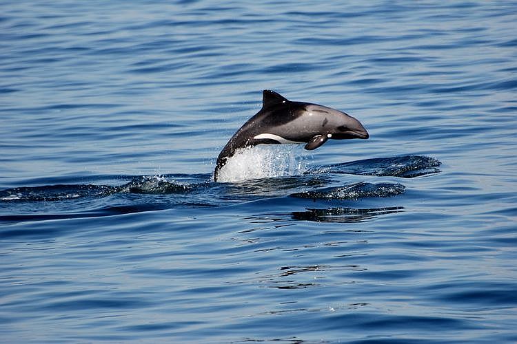 Dolphin Spotting